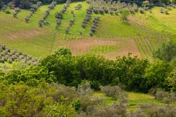 Fototapeta premium Chianti, vigneti e cipressi. Panorami delle colline Toscane. Italia