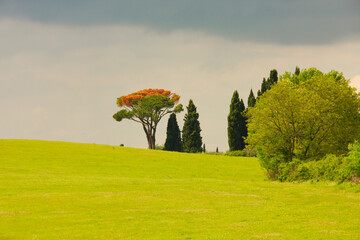 Chianti, vigneti e cipressi. Panorami delle colline Toscane. Italia