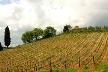 Chianti, vigneti e cipressi. Panorami delle colline Toscane. Italia