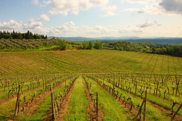Fototapeta na wymiar Chianti, vigneti e cipressi. Panorami delle colline Toscane. Italia