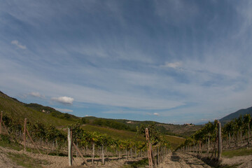 Obraz premium Chianti, vigneti e cipressi. Panorami delle colline Toscane. Italia