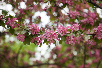 Big red-pink tree flower in spring close-up soft focus. An apple tree blooms in the park. The season of flowering and allergies in gardens and on city streets. A beautiful bouquet of fresh flowers.