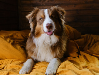 Hotel and rest with pet. Young Australian Shepherd covered with blanket. Happy puppy aussie is lying on yellow bedding in bed at home. Animals behave like people concept.