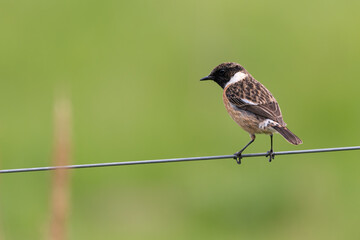 Male European stonechat (Saxicola rubicola) perched on a wire. 