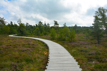 Fototapeta na wymiar Black moor with a wooden path , broom heather and tree