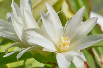 White cactus flowers macro, selective focus