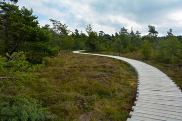 Black moor with a  wooden path, trees  and  broom heather