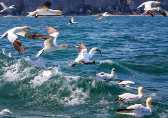 Northern gannet is diving into the water. North Sea, UK