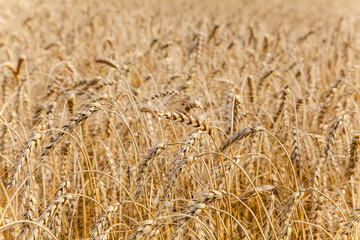 Wheat ear close-up on a yellow blurry background. The harvest is ripe in the fields. The world's leading grain crop. An ingredient for making bread, vodka, beer, pasta, flour. Food of Europe.