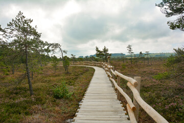 Fototapeta na wymiar Wooden path in a bog, with bog eye and heather