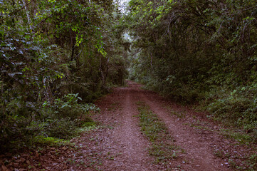 path in the woods