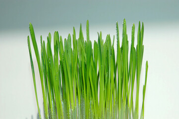 Herbe à chat gouttes d'eau
