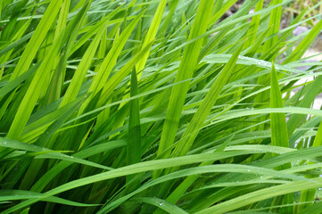 Fototapeta premium Hautes herbes