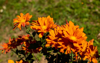 flowers in the garden