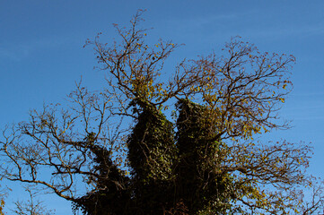 tree in the sky