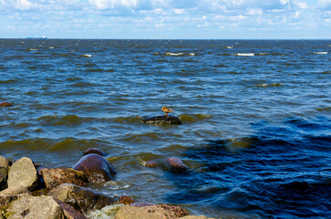 duck stands on a stone in the middle of the water