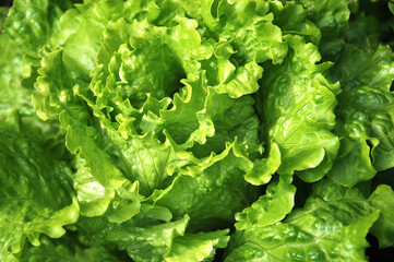 Culture de la salade bio