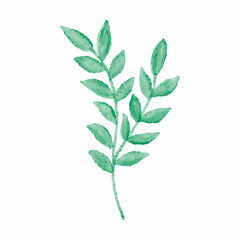 Vector hand drawn watercolor illustration isolated on white background. Botanical clipart. Green branch leaves, herbs. Floral Design elements for wedding invitations, greeting cards, posters, blogs