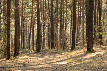 Fototapeta premium Autumn forest nature. Vivid morning in colorful forest with sun rays through branches of trees. Scenery of nature with sunlight
