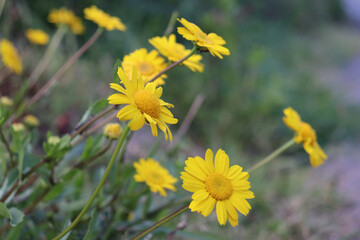 Gros plan sur petites fleurs jaunes au printemps