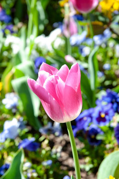 Tulip