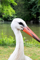Strasbourg - cigogne
