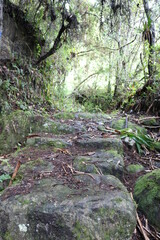 Fototapeta premium Camino