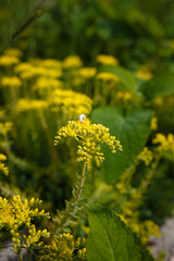 soft focused shot of beautiful yellow wildflowers with snail on one of them, vertical shot