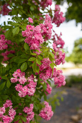 Beautiful flowering bush with pink french gallic rose or damascus rosa shrub in blossom, close up...