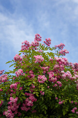 Fototapeta premium Beautiful flowering bush with pink french gallic rose or damascus rosa shrub in blossom, blue cloudy sky background, vertical shot