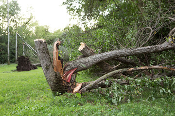 Tree down. Tornado storm damage causes a large mature maple to be broken and fell on the ground. a fallen tree in the Altaian marshes. Woodcutter saws tree with chainsaw
