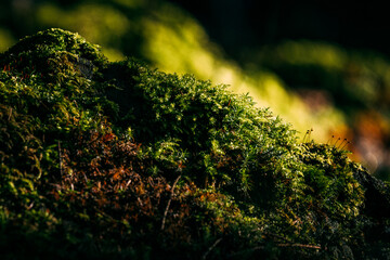 detail of a green moss on the rock