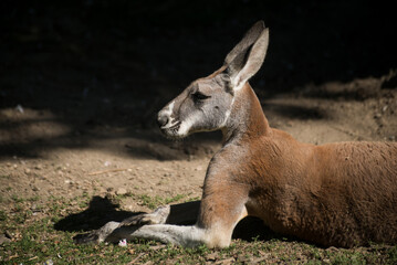 Portrait of wild kangaroo sitting a a zoologic park