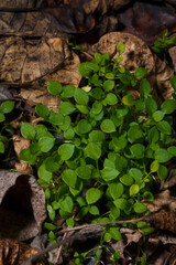 green young grass with tiny round leaves among dry brown autumn leaves in the forest, top view macro shot