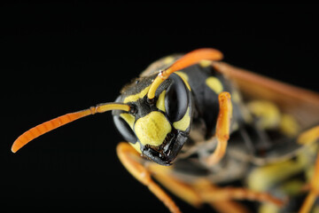 wasp head with antennae