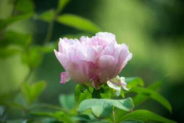 Closeup of pink peony in a public garden by sunny day