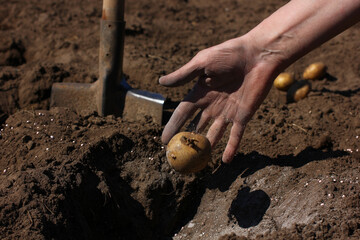 the process of planting potatoes in the ground