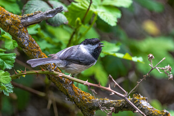 Black-capped Chickadee (Poecile atricapillus) in the Woods