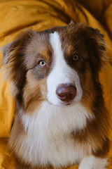 Animals behave like people concept. Hotel and rest with a pet. Young Australian Shepherd in bed. Cute puppy aussie woke up in the morning on yellow bedding at home. Close-up portrait.