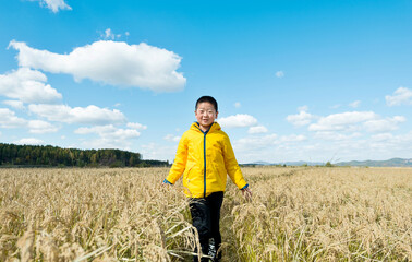 Young boy walking in the middle of paddy field