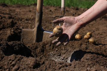 the process of planting potatoes in the ground