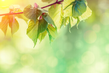 Obraz premium Branch of linden tree (Tilia) with young green leaves in spring