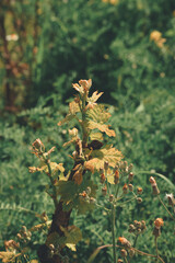 Parra con ramas nuevas