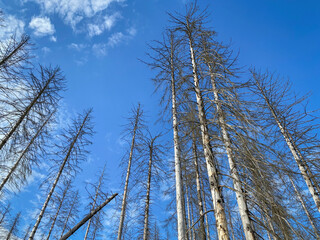 Spruce trees damaged by bark beetles at Nationalpark Eifel, Germany.