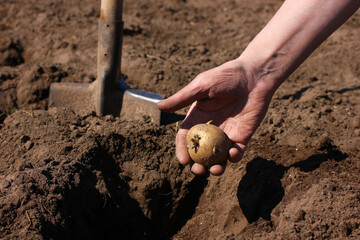 the process of planting potatoes in the ground