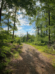 Hiking trail in a forest at Nationalpark Eifel, Germany leading to a clearing.