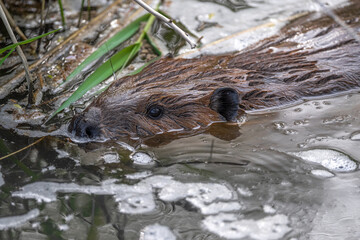North American Beaver (Castor canadensis) Searching for Food © Hanjo Hellmann