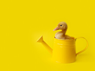 one small yellow duckling in metal watering can on yellow background, selective focus © ksenija1803z