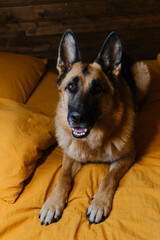 Concept animals live like humans. Happy German Shepherd is lying in bed on yellow bedding and smiling. Dog woke up at home in morning. The hotel is for visitors with pets.