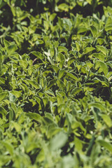 Obraz premium Oregano silvestre